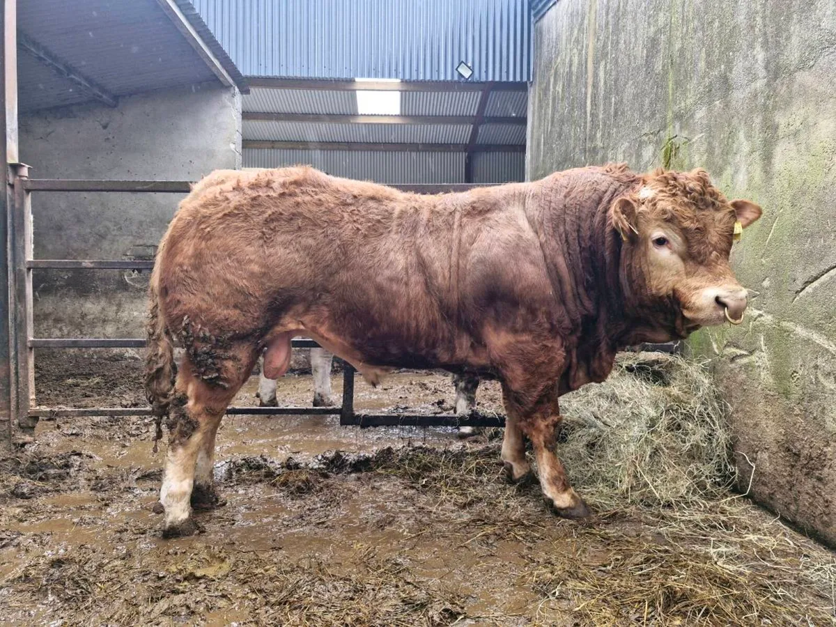 Limousin Bull - Image 2