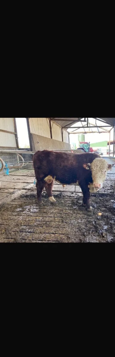 Pb Hereford Bull - Image 2