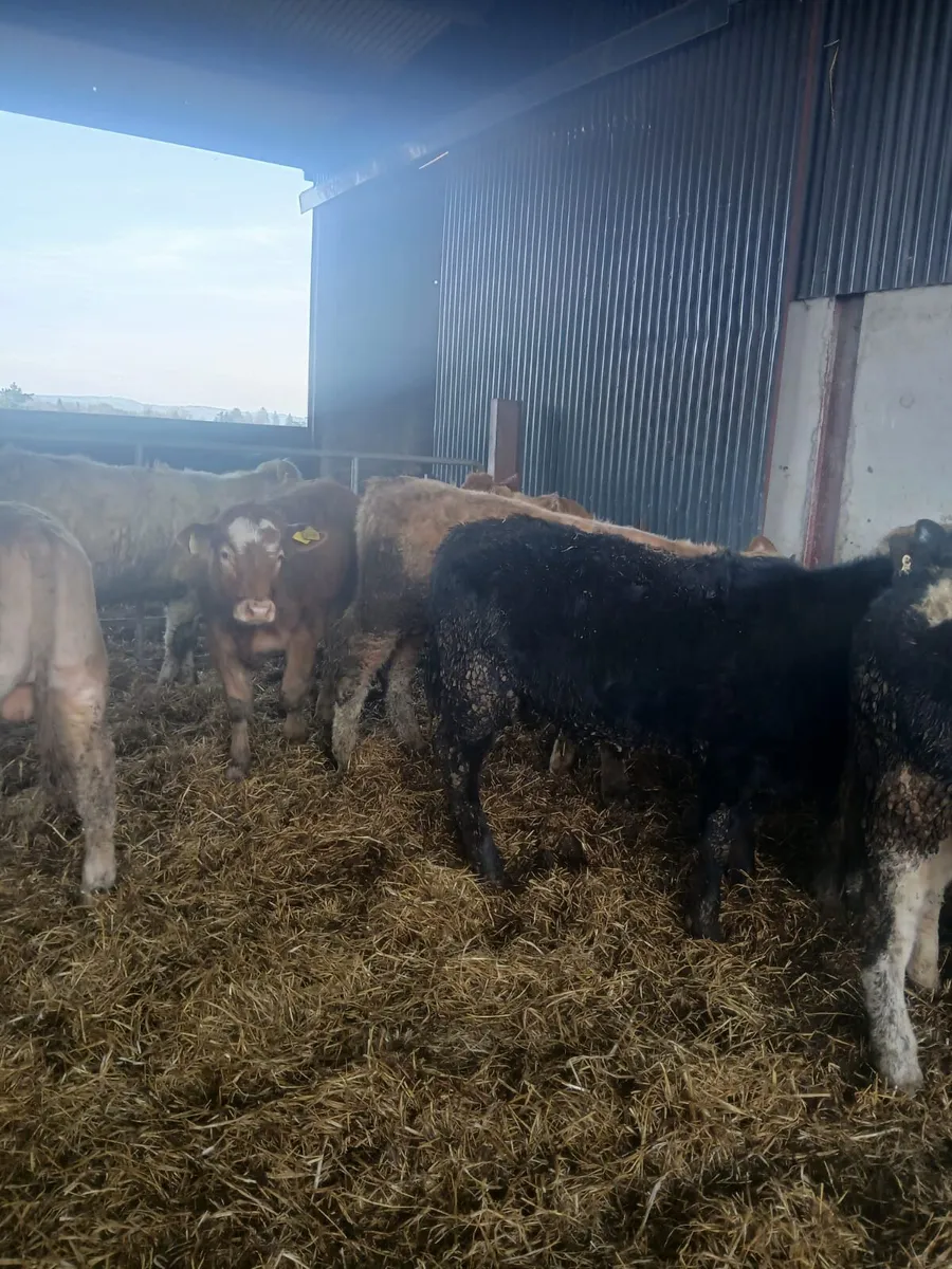 Bull Weanlings - Image 3