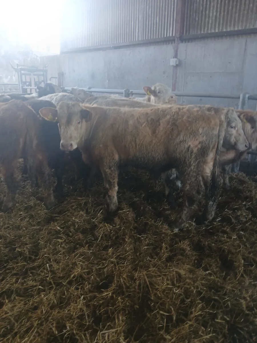 Bull Weanlings - Image 1