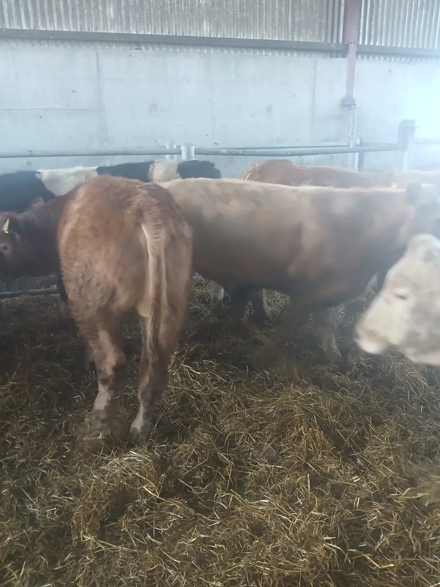 Bull Weanlings - Image 2