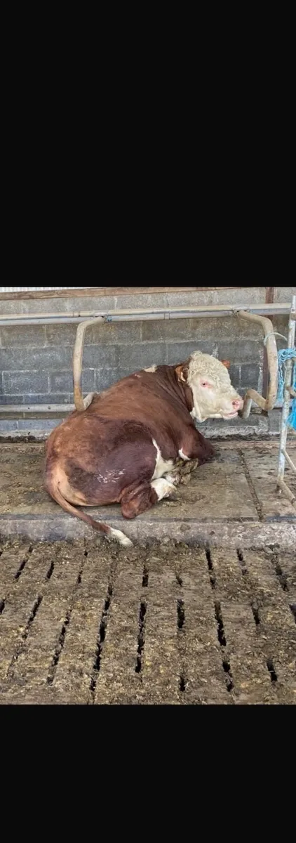 Pb Hereford Bull - Image 1