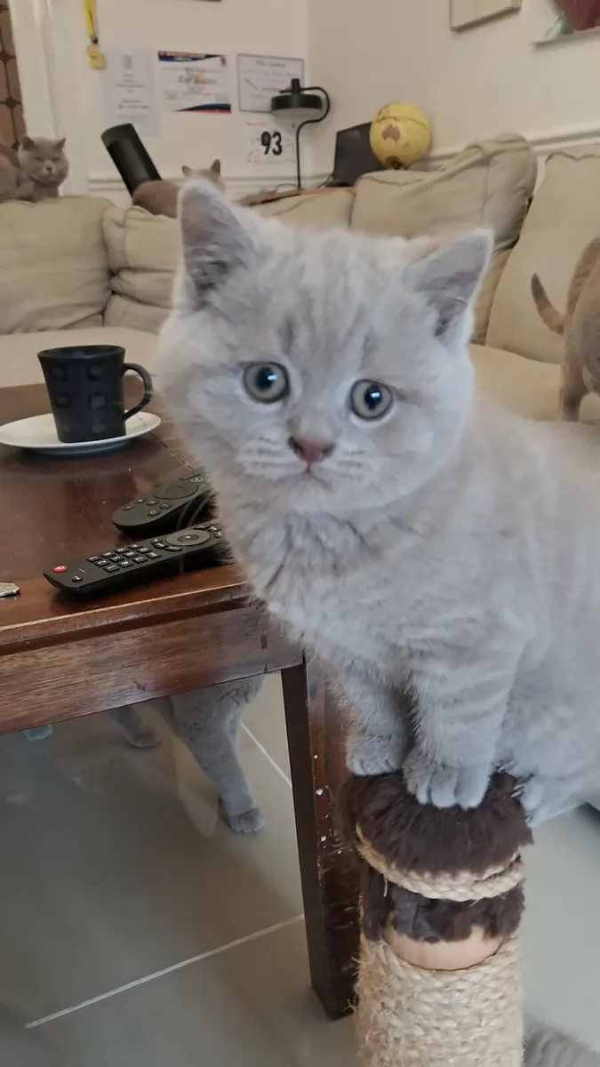 Pure Briitish Shorthair litten - Image 2