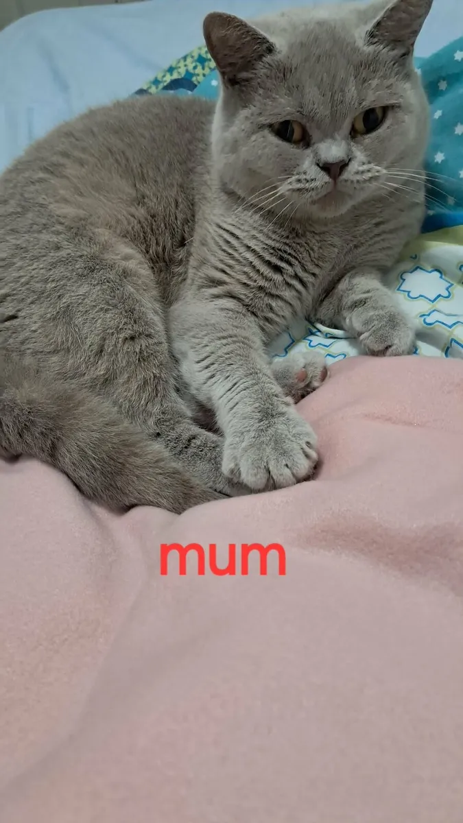 Pure Briitish Shorthair litten - Image 4