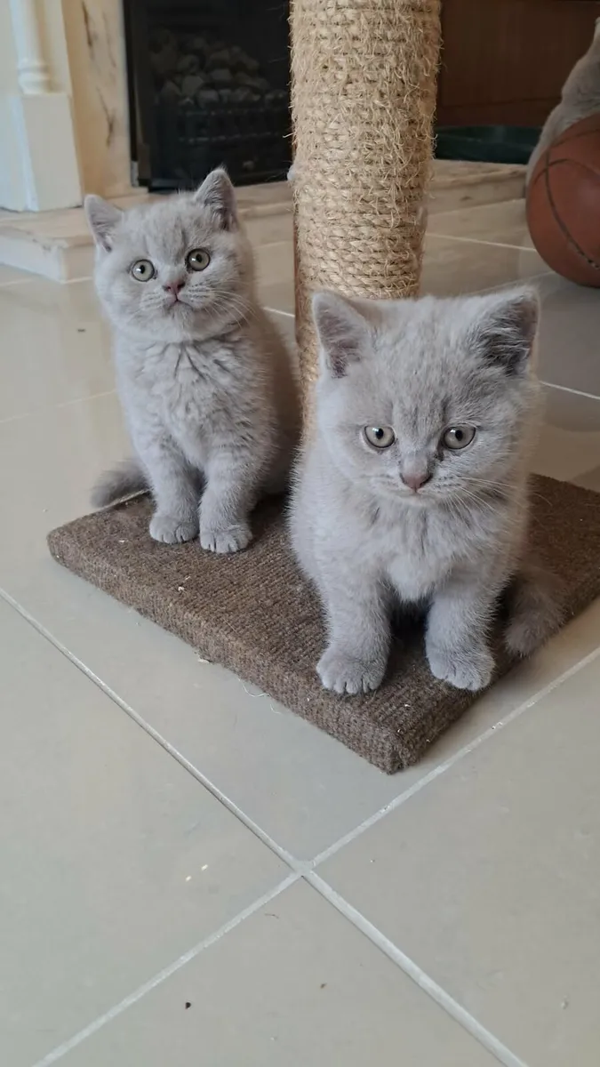 Pure Briitish Shorthair litten - Image 1