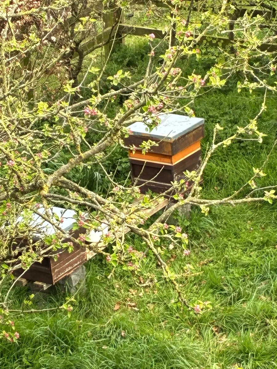Bee Hives - Image 2