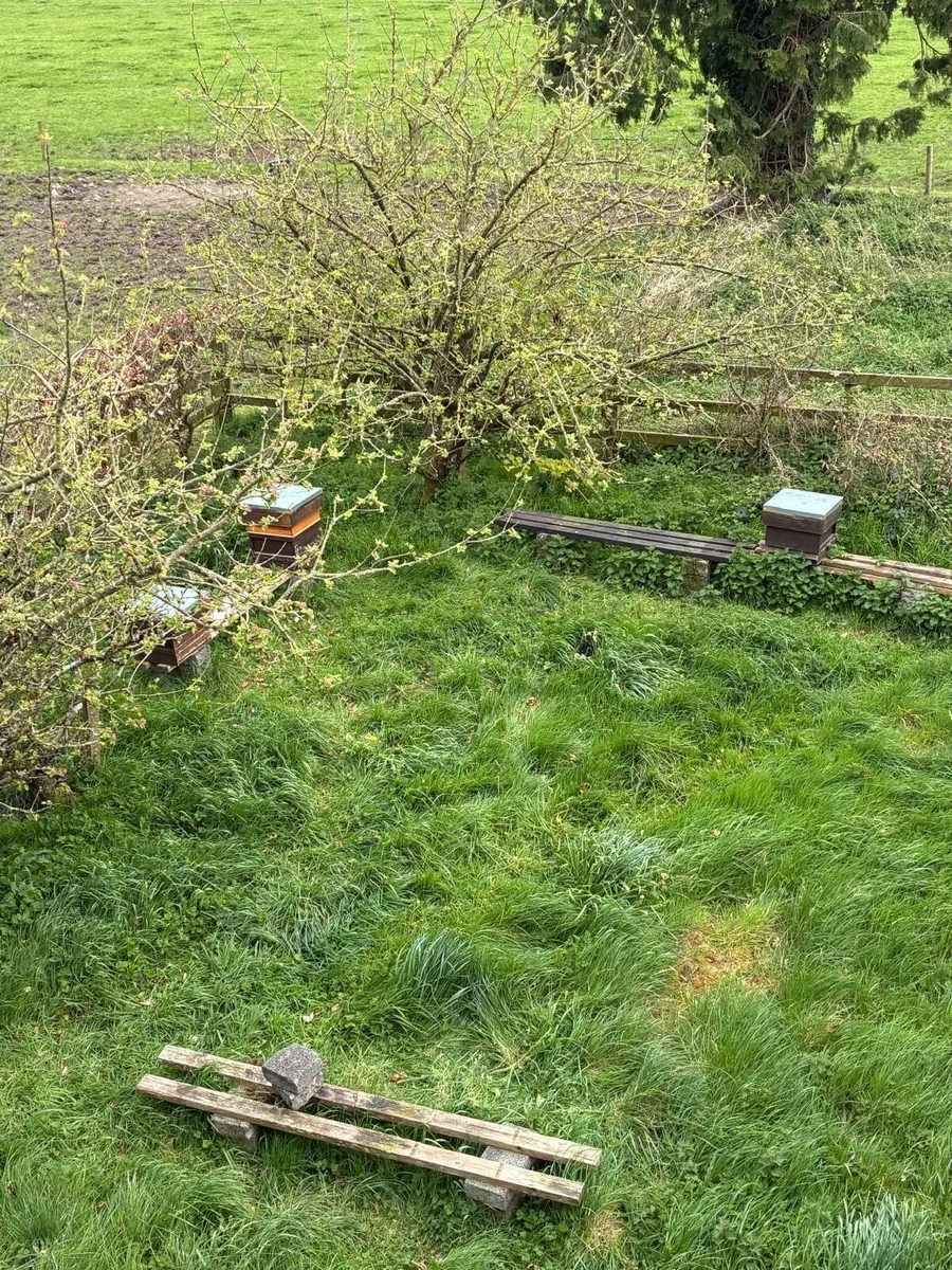 Bee Hives - Image 3