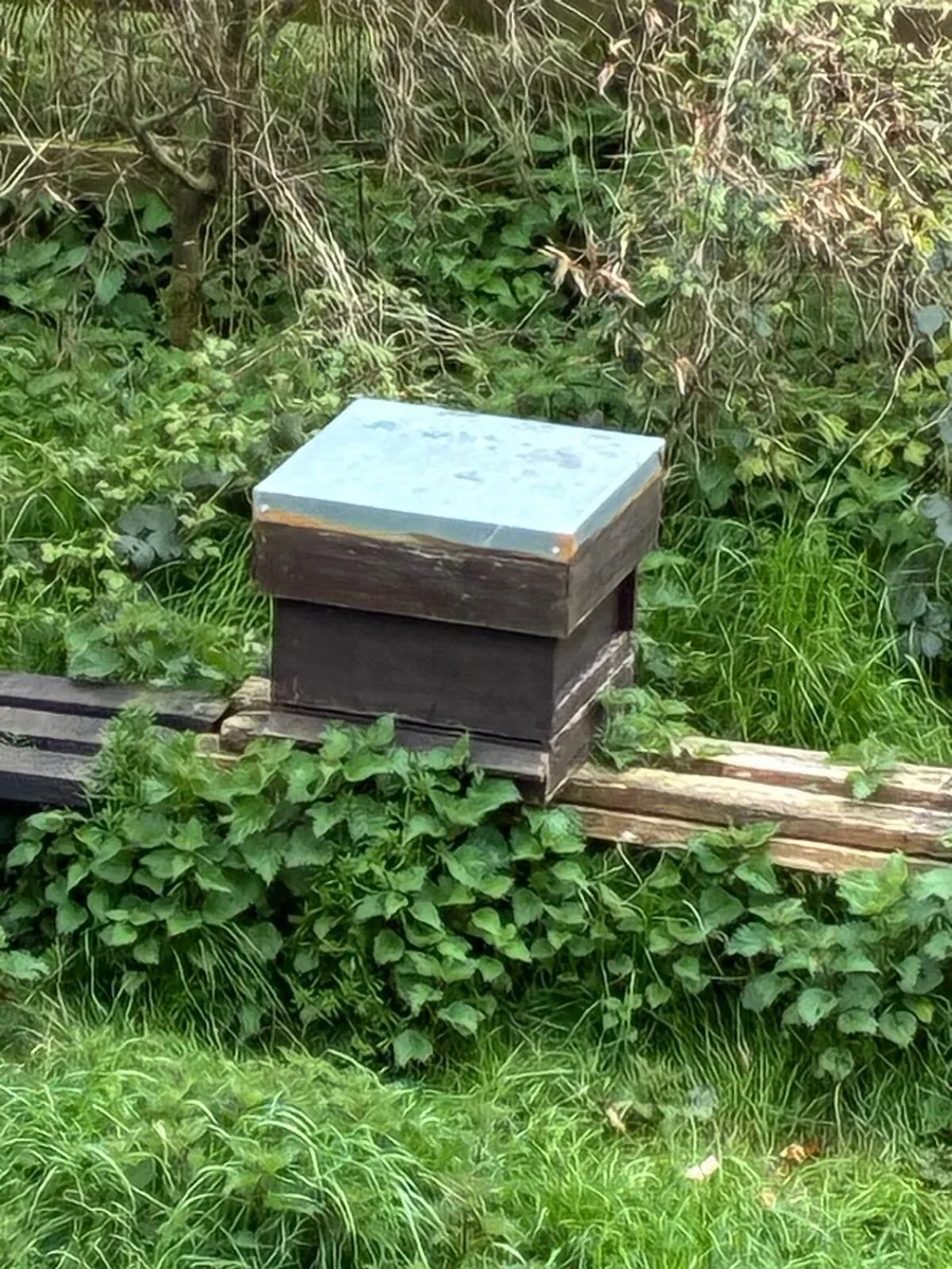 Bee Hives - Image 1