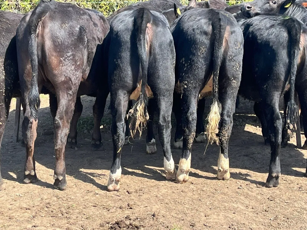 Yearling Heifers - Image 1