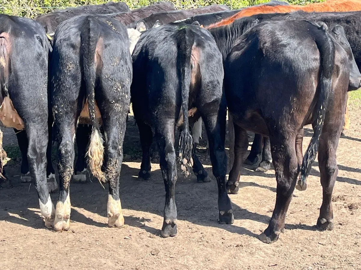 Yearling Heifers - Image 2