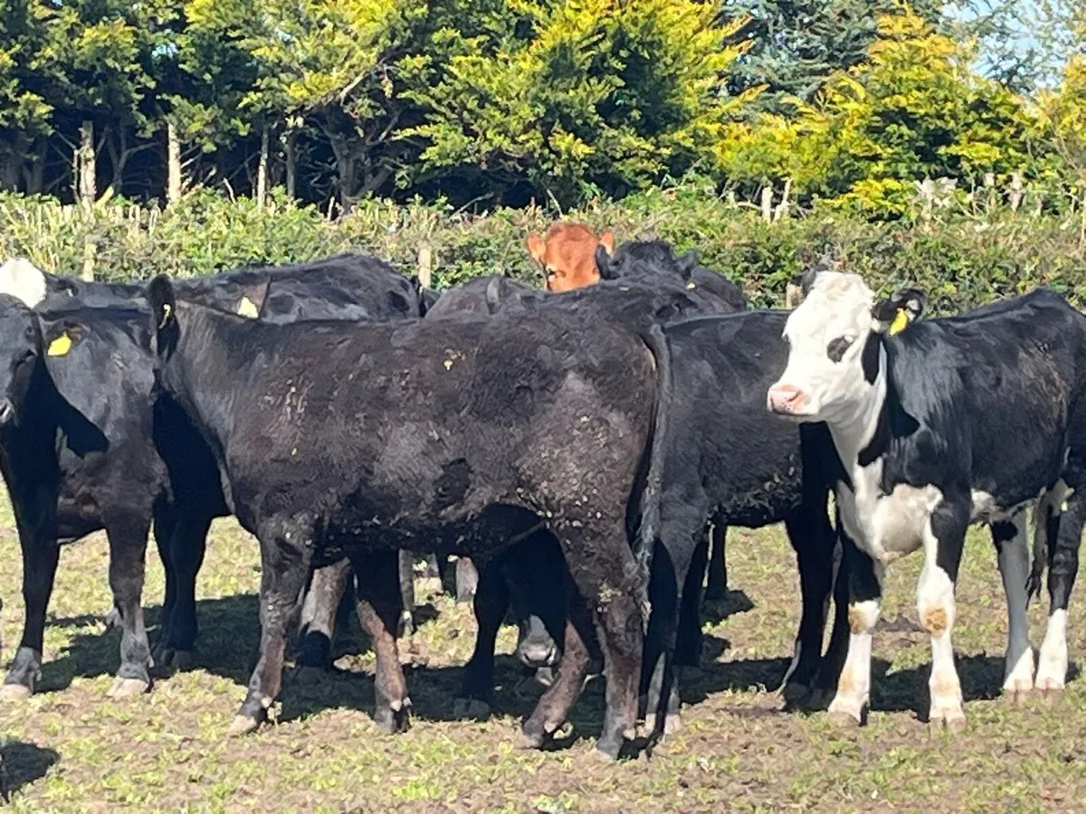 Yearling Heifers - Image 3
