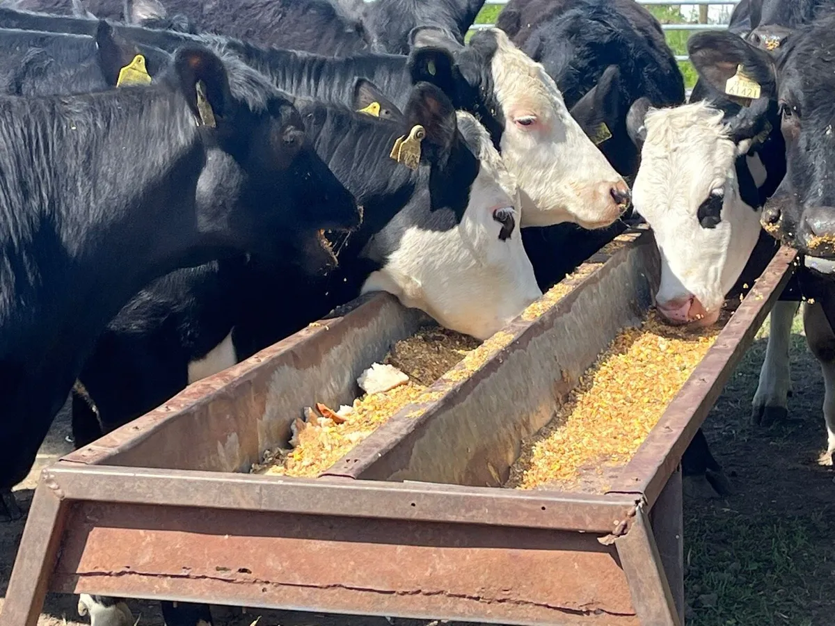 Yearling Heifers - Image 4