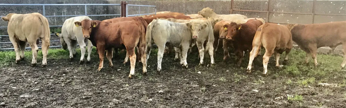 Thanks Stephen AGAIN  • Ballymote • SLIGO - Image 2