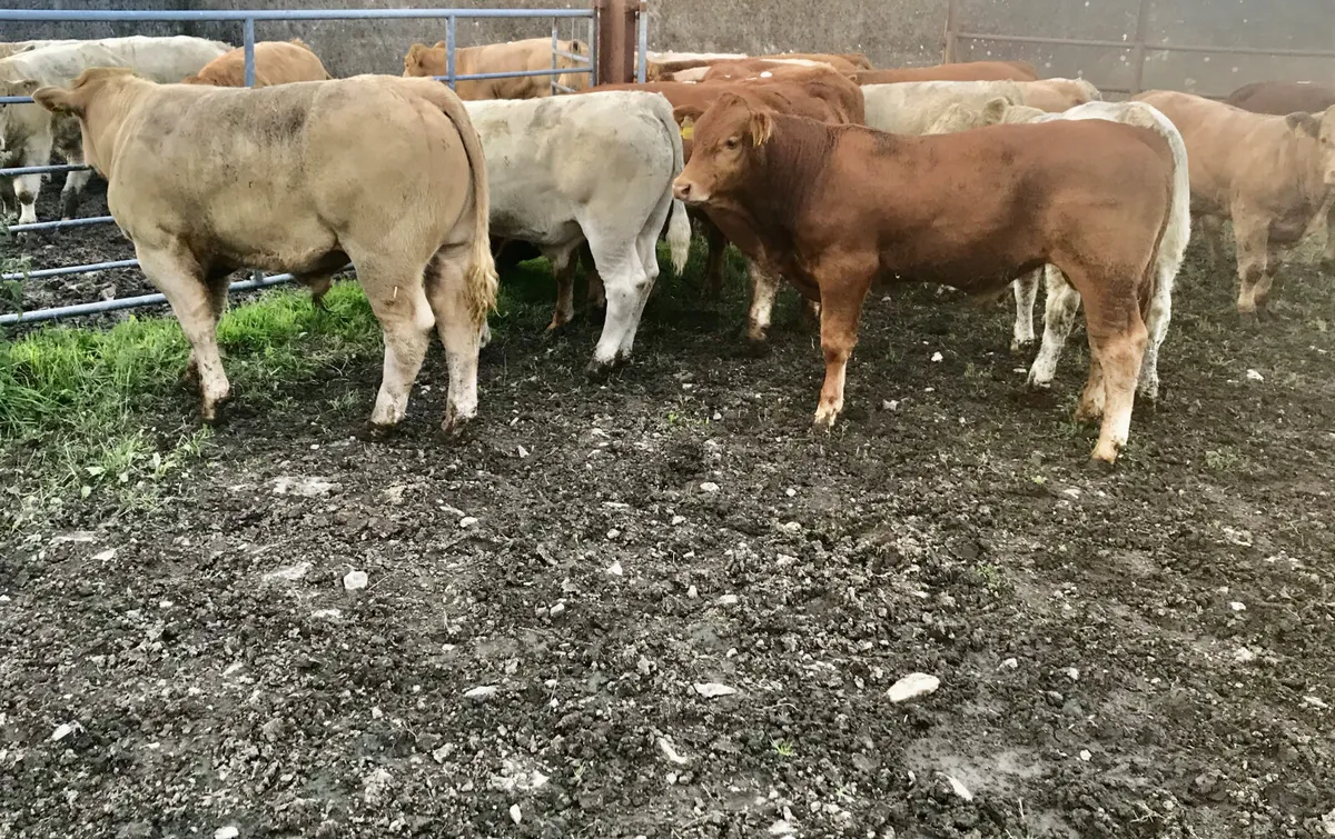 Thanks Stephen AGAIN  • Ballymote • SLIGO - Image 4