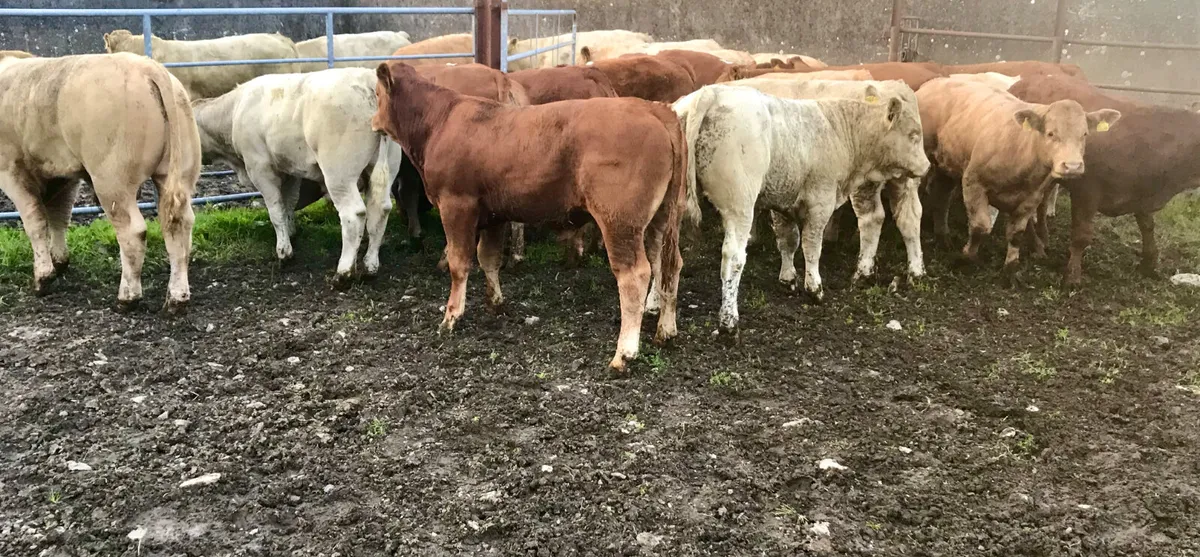 Thanks Stephen AGAIN  • Ballymote • SLIGO - Image 1