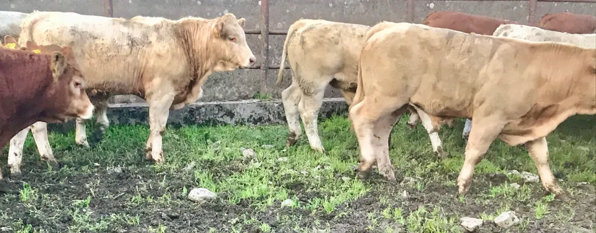 Smashing Charolais Bullocks - Image 1
