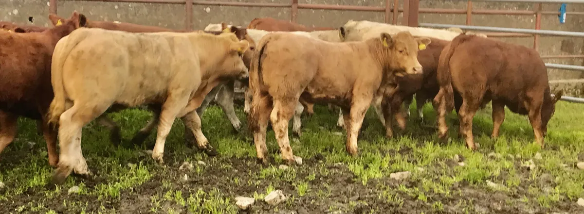 Smashing Charolais Bullocks - Image 2