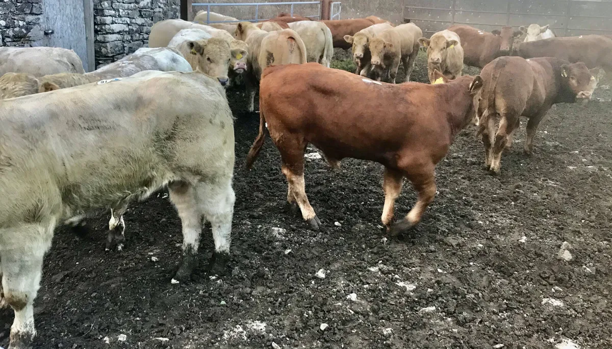 Smashing Charolais Bullocks - Image 1