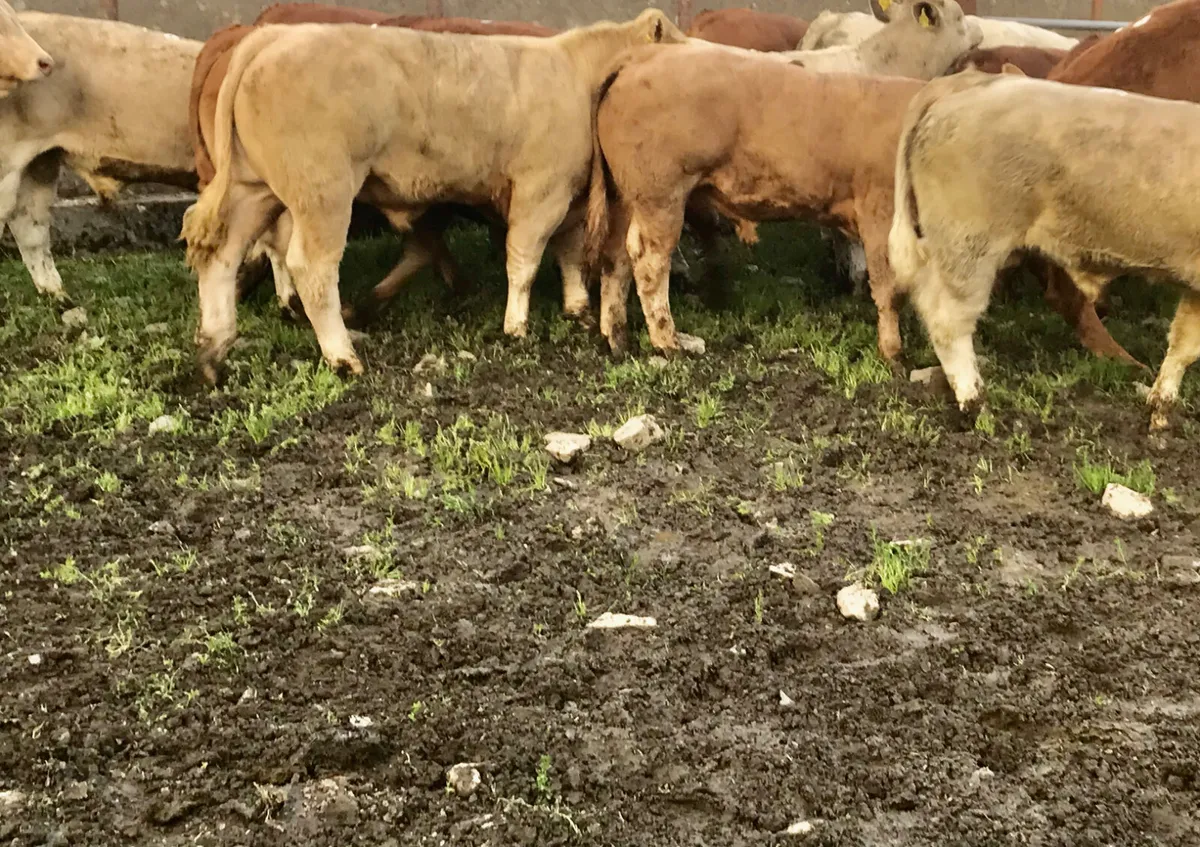 Thanks Stephen AGAIN  • Ballymote • SLIGO - Image 3