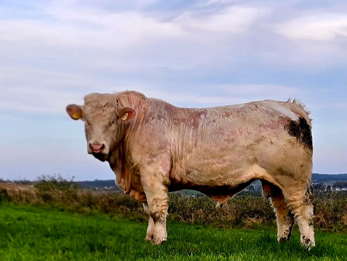 Charolais Bull – By Major – Goldstar Echo Dam - Image 1