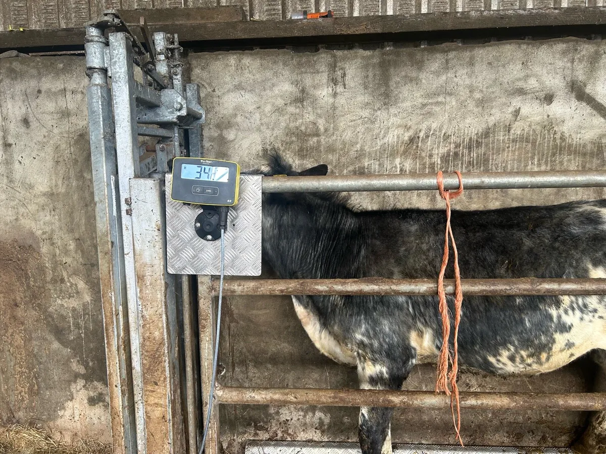 Grass Cattle - Image 2