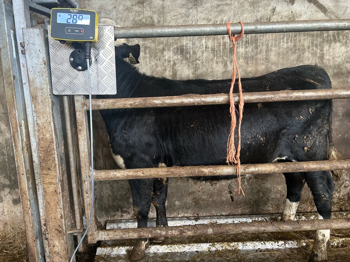 Grass Cattle - Image 3