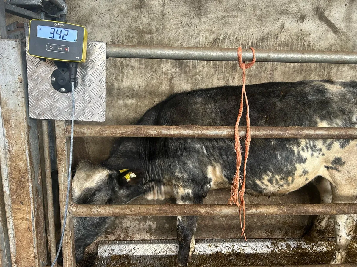 Grass Cattle - Image 1