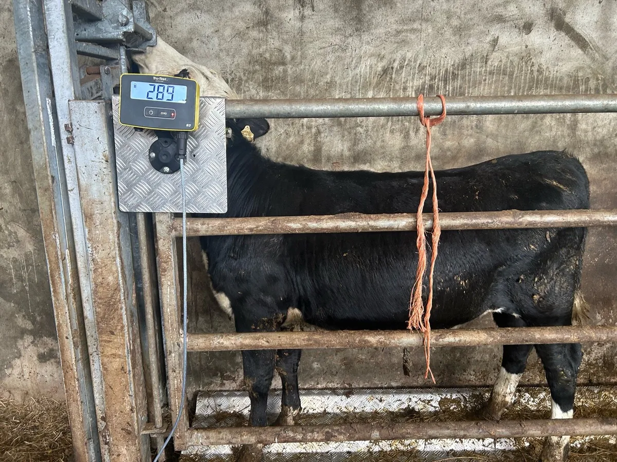 Grass Cattle - Image 4