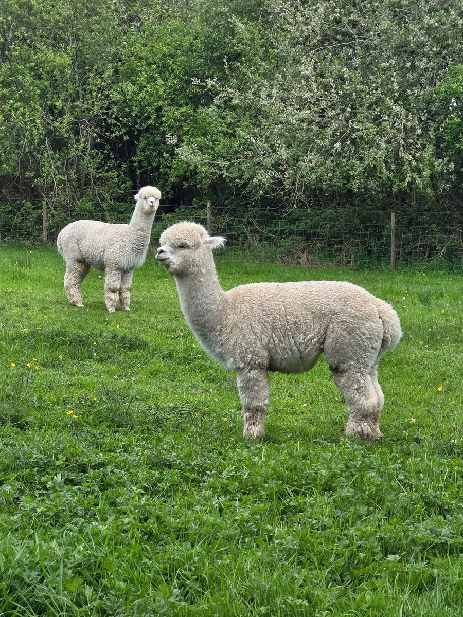 Alpaca Sales - Image 2