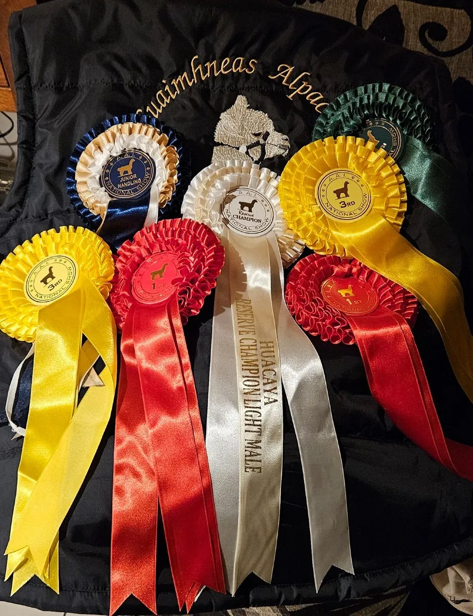 Alpaca Sales - Image 3