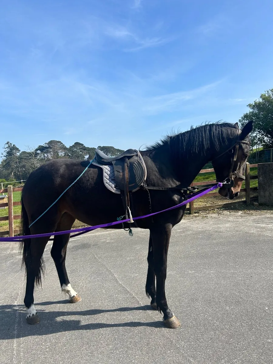 Beautiful well bred 2yo filly - Image 3