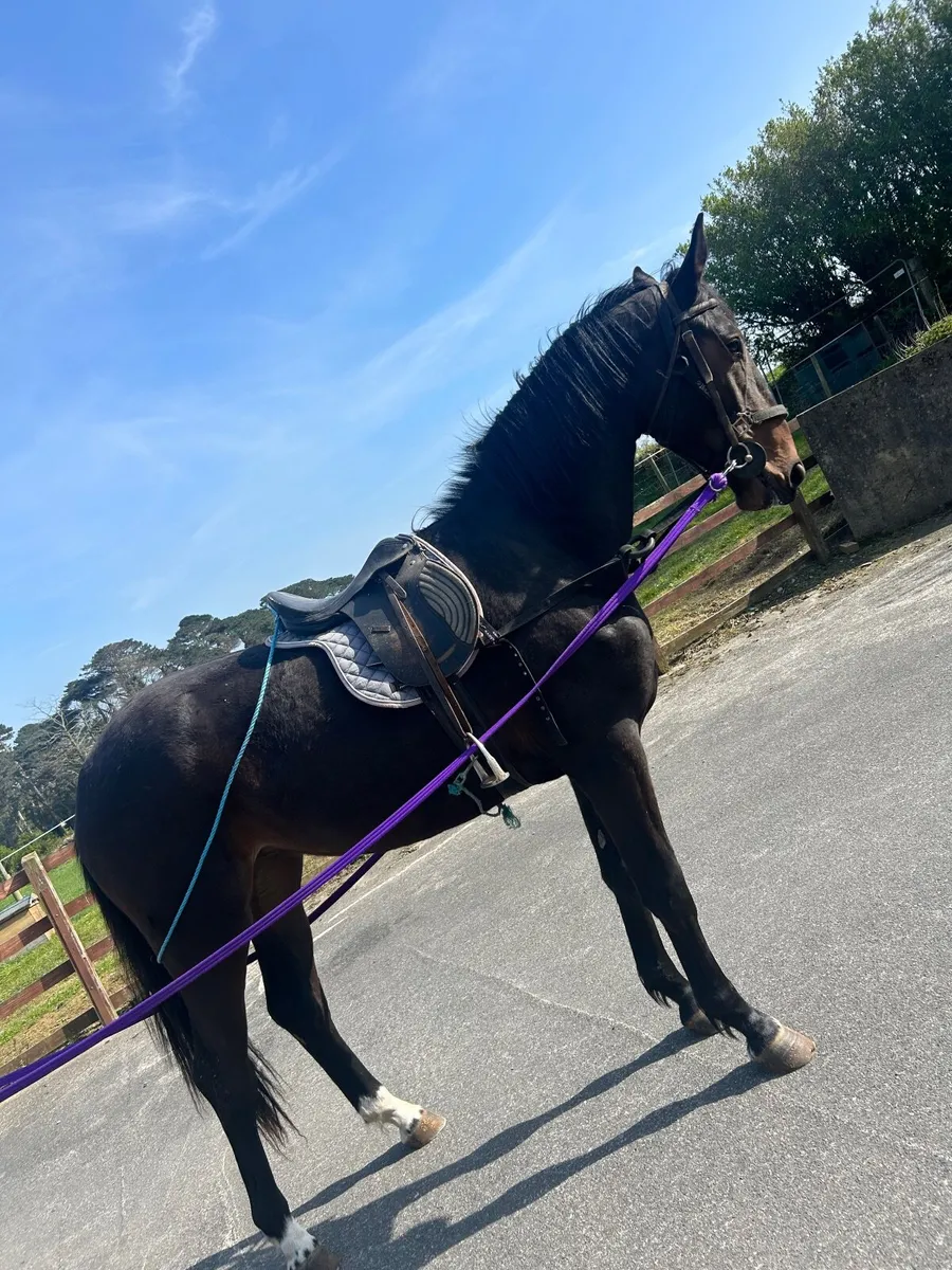 Beautiful well bred 2yo filly - Image 1