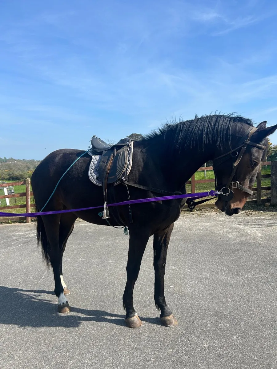 Beautiful well bred 2yo filly - Image 4