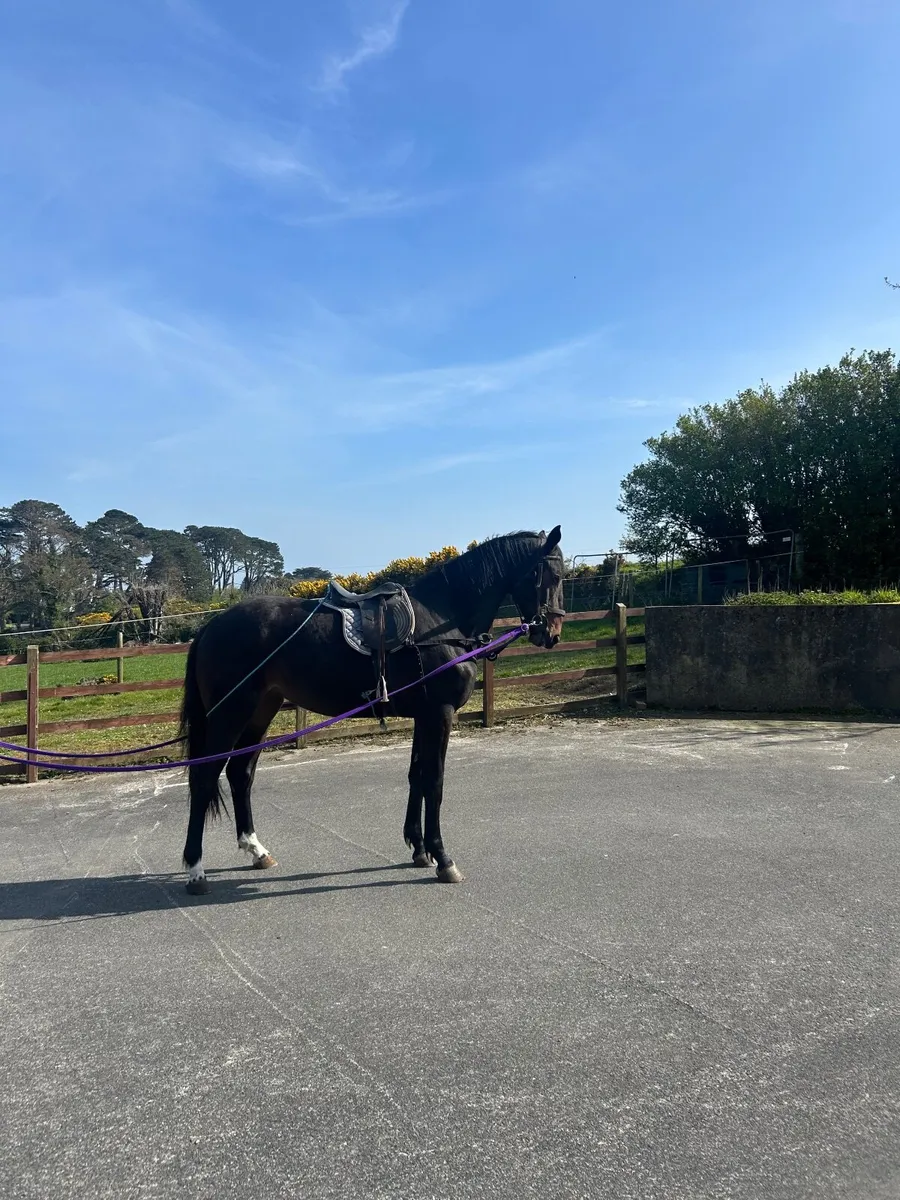 Beautiful well bred 2yo filly - Image 2