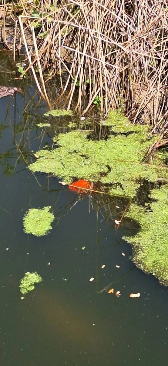 FREE 6 goldfish for garden pond - Image 3