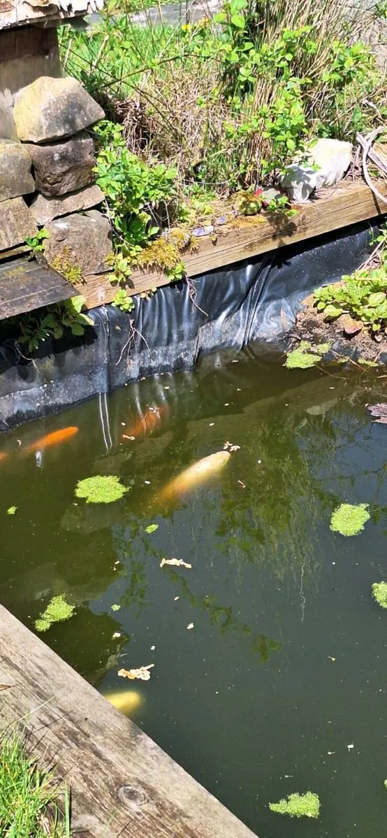 FREE 6 goldfish for garden pond - Image 4