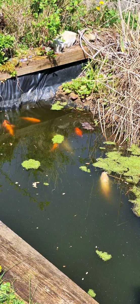 FREE 6 goldfish for garden pond - Image 1