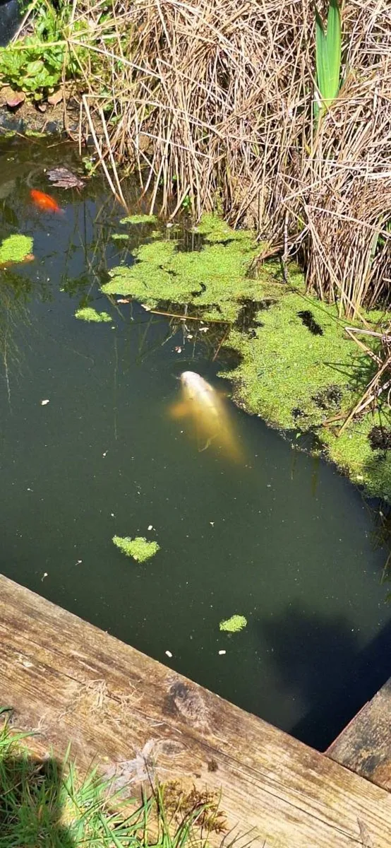 FREE 6 goldfish for garden pond - Image 2