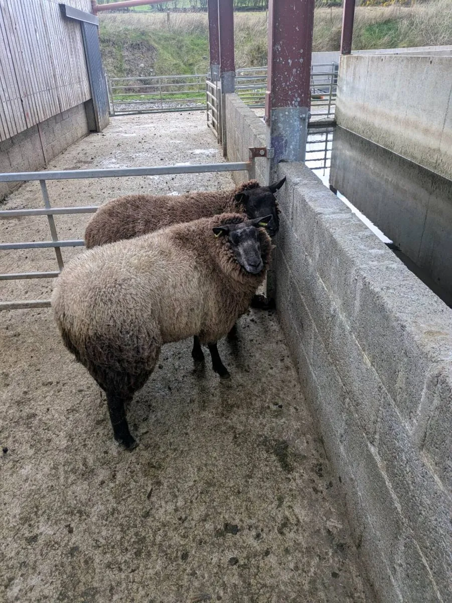 2 x blue texels - Image 1