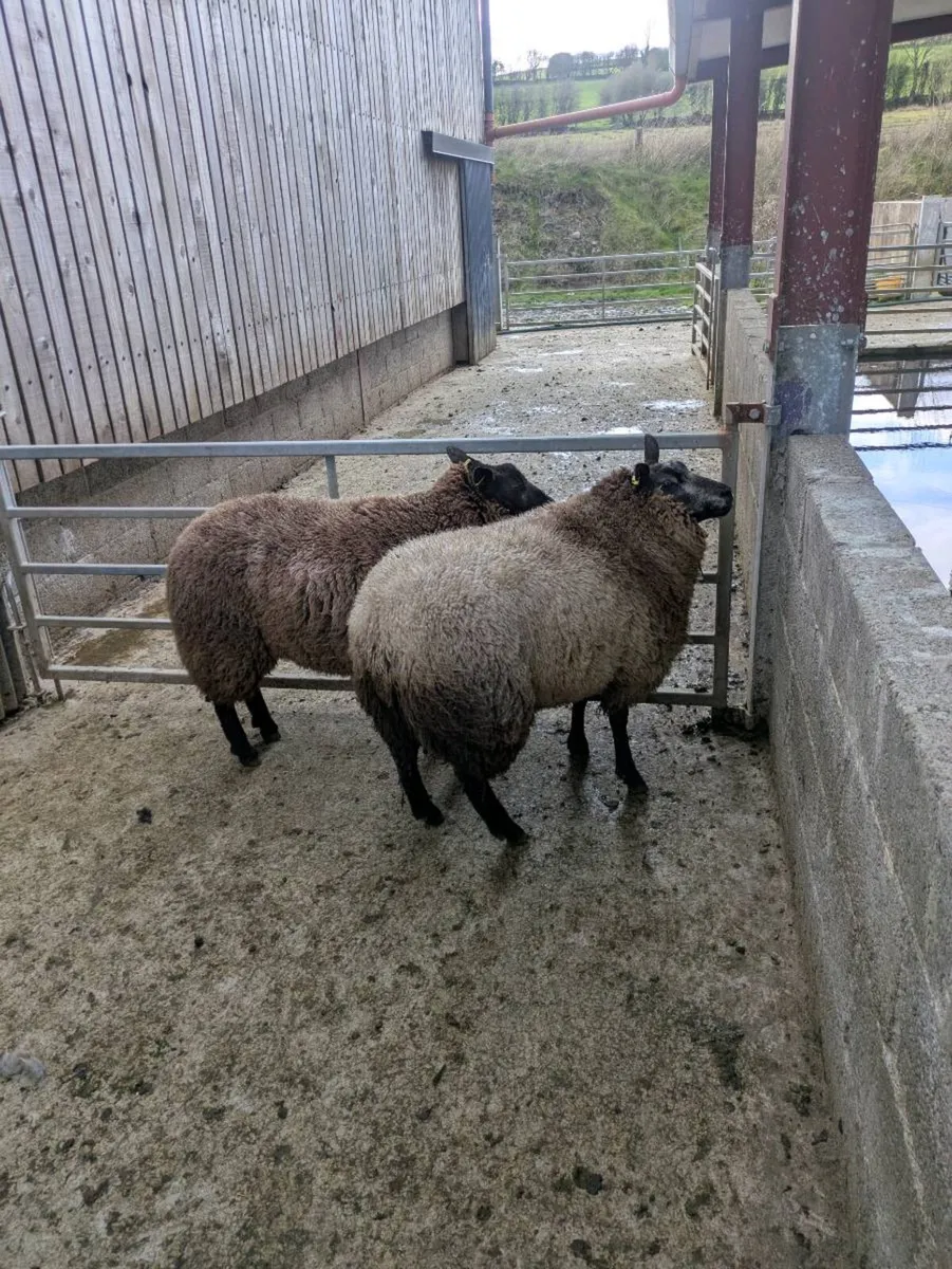 2 x blue texels - Image 2