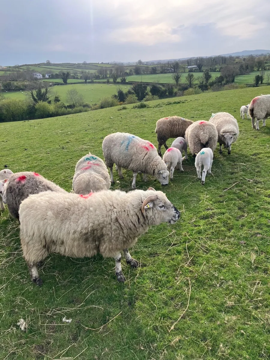 Ewes and lambs - Image 1