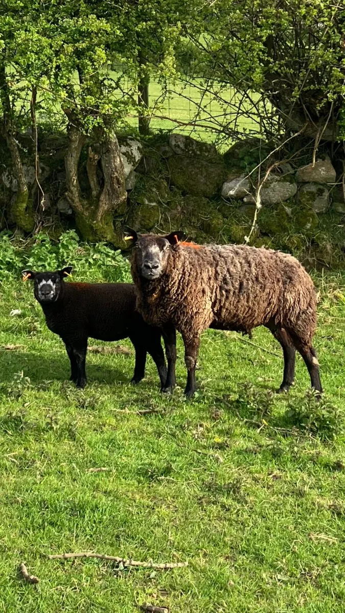 Ewes and lambs - Image 3