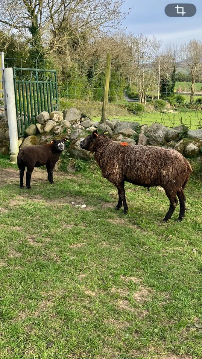 Ewes and lambs - Image 2