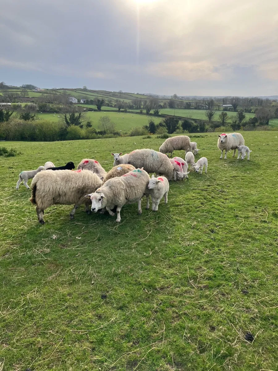Ewes and lambs - Image 4