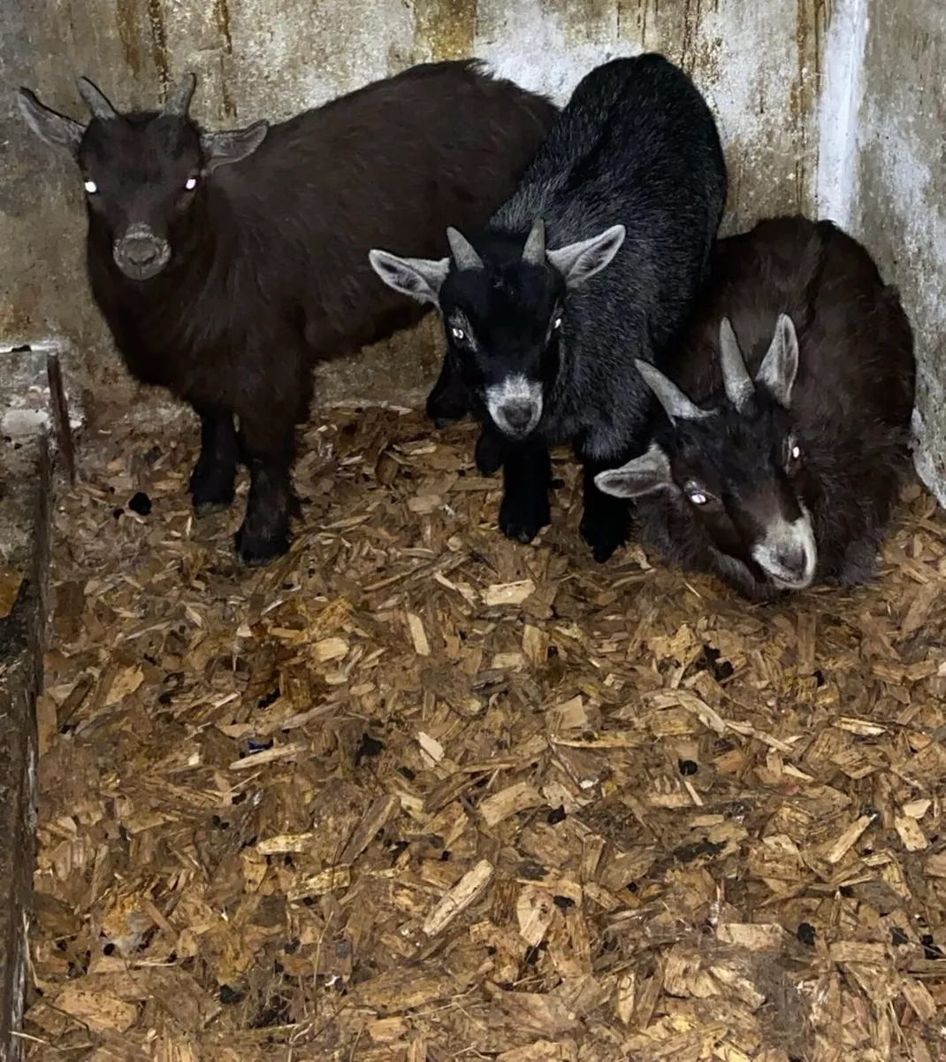 Male pygmy kids - Image 1