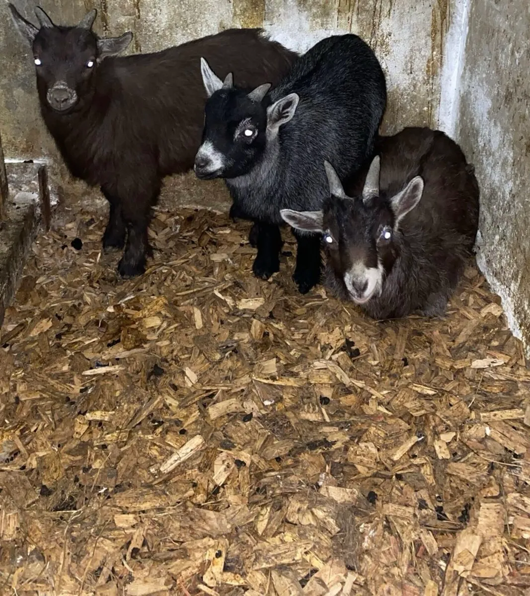 Male pygmy kids - Image 2