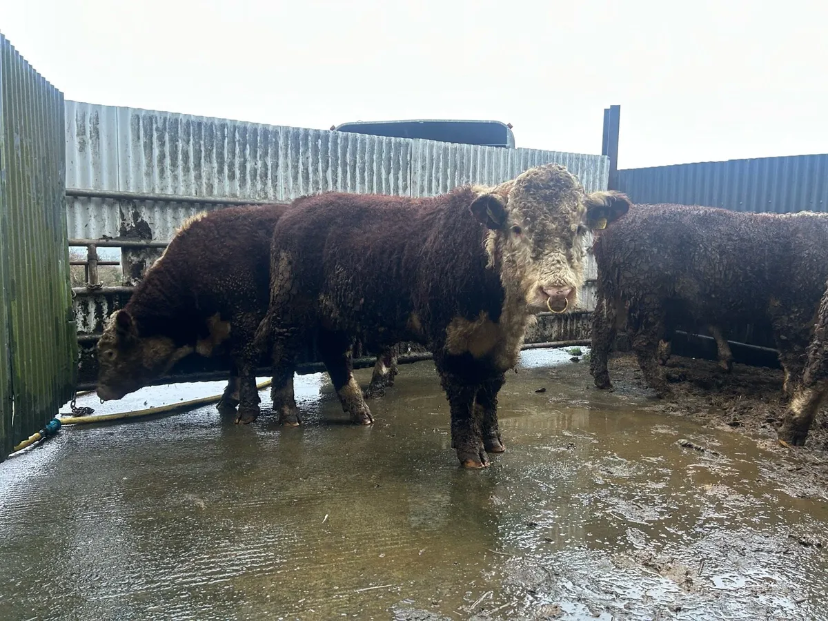 Bull - Image 3