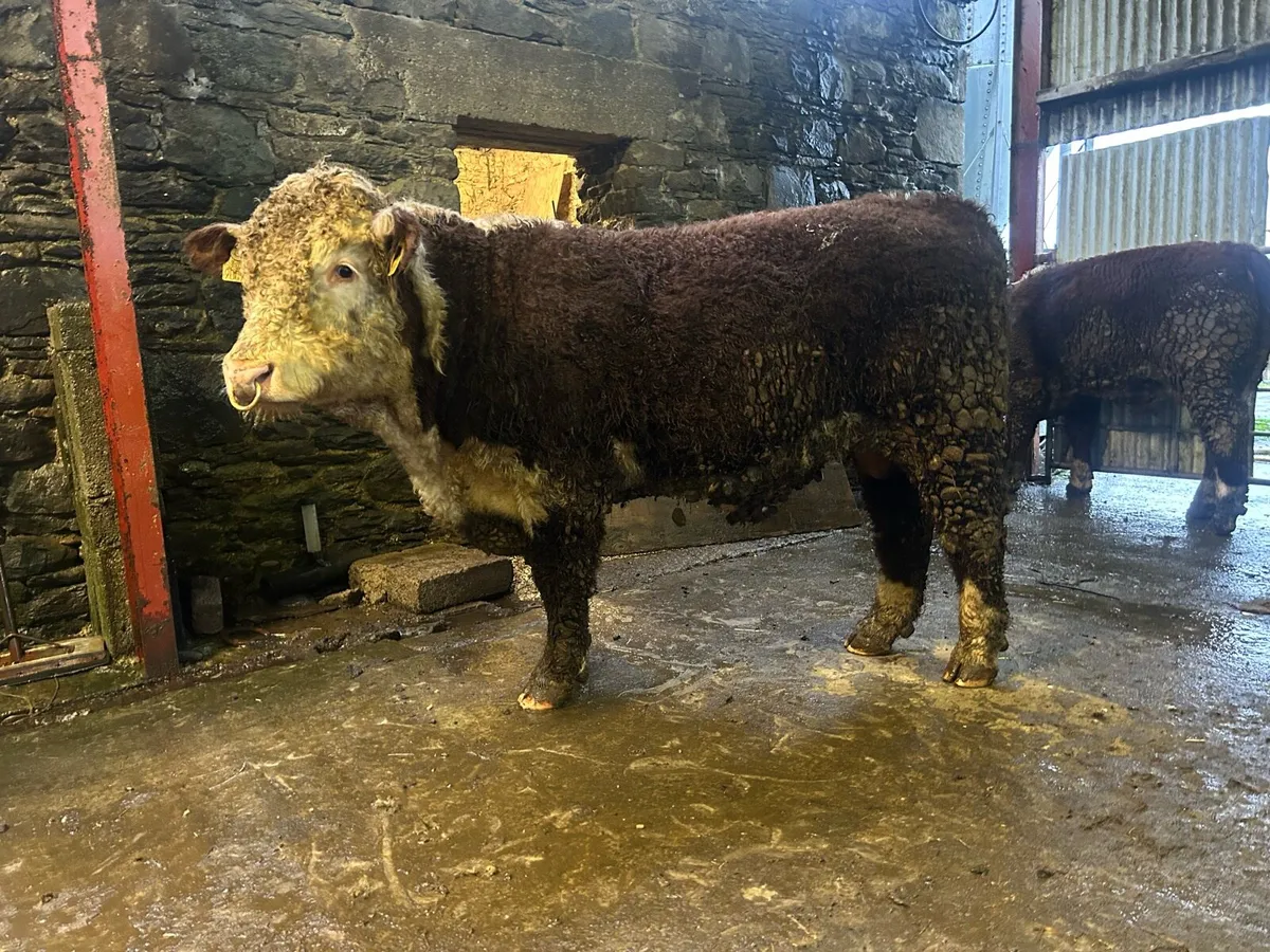 Bull - Image 2