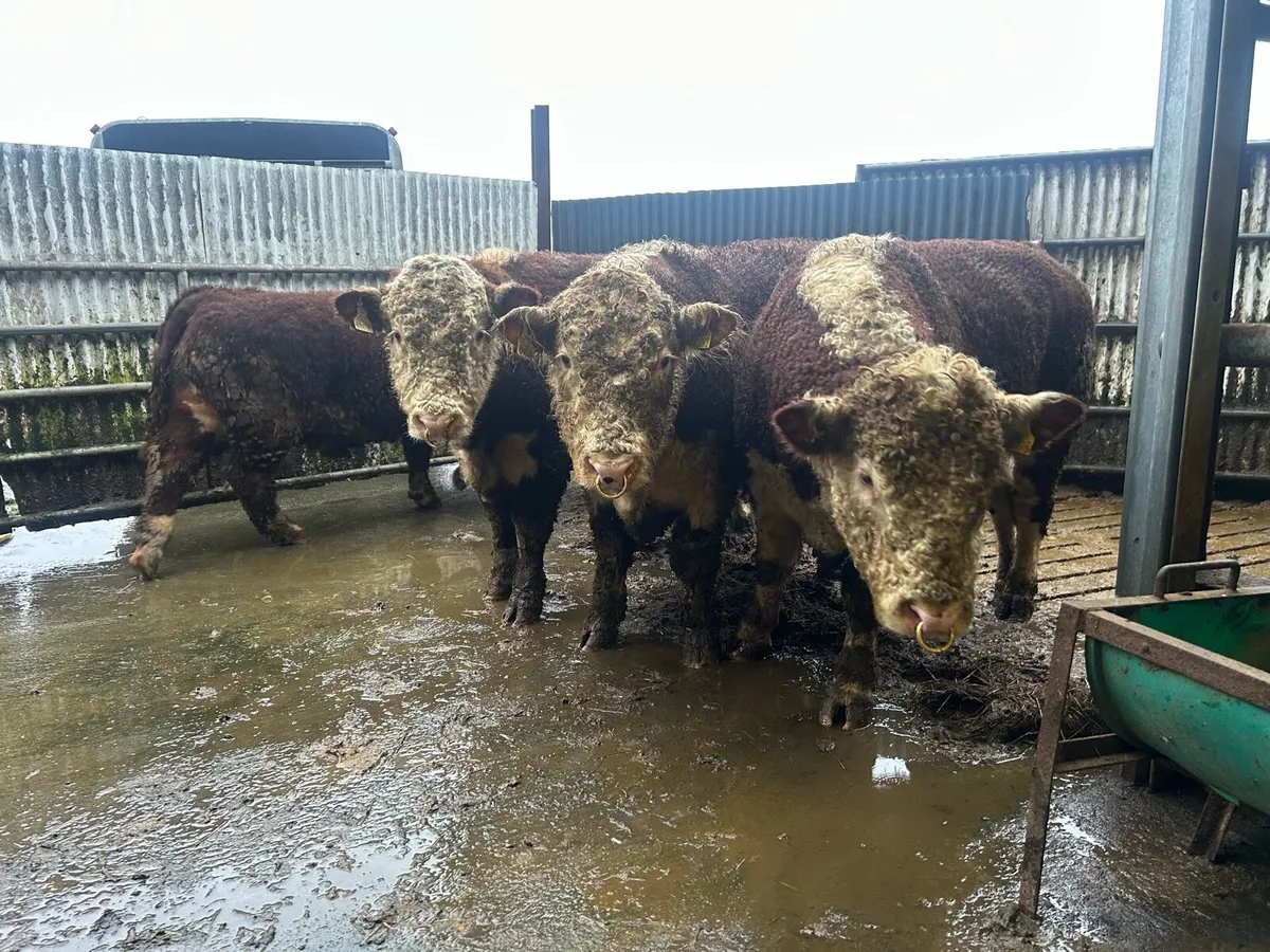 Bull - Image 4