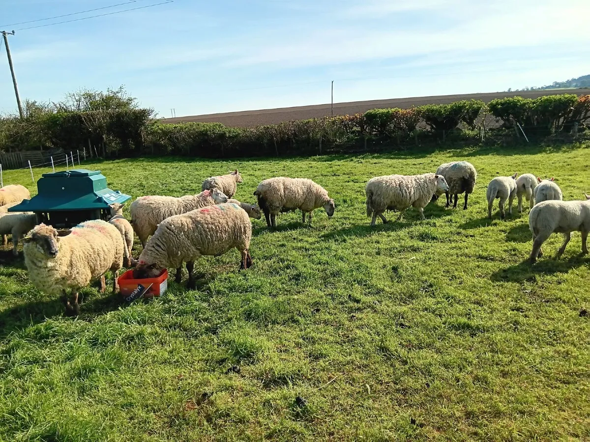 Ewes and lambs - Image 2